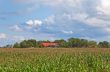 Cornfield with Farm