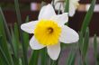 White Daffodil