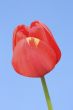 Red Tulip