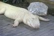 White Alligator