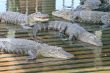 Alligators