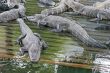 Alligators