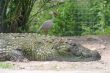 Alligator and Bird