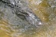 Alligator
