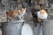 Two Stray Cats on Garbage Containers