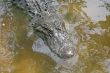 Alligator