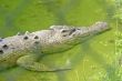 Alligator