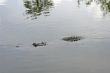 Alligator