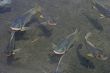 Swimming Fish