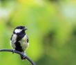 Great Tit 