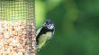 Great Tit  juvenile