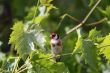goldfinch, Carduelis carduelis