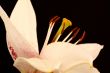 lily flower