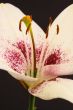 lily flower