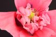 oriental poppy