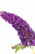 Buddleia davidii Black Knight