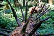 Naturgewalt