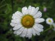 White daisy
