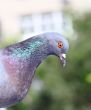 pigeon