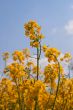 Blooming colza against blue sky