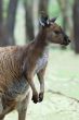 kangaroo