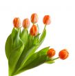 tulips