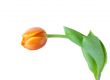 tulip