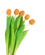 l orange tulips 