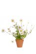 White Daisies