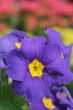 Blue Flower