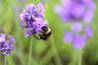 bumble bee collecting pollen