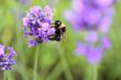 bumble bee collecting pollen