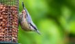 Nuthatch 