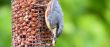 Nuthatch 