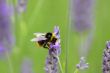 Early Bumble bee ,Bombus pratorum