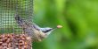 Nuthatch 