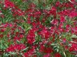 pink laurel