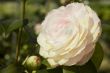 Pink Flower