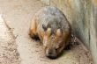 Australian Wombat