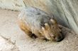 Australian Wombat 