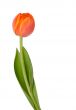 tulip