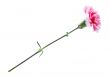 carnation