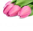 pink tulips
