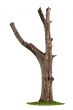 Tree on white background