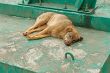 Rambling dog is lying 
