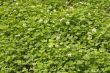 White clover flowers