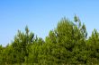 Young pine trees