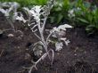 Cineraria and salvia blooming