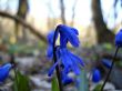 First spring flowers