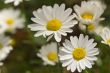 White Daisies